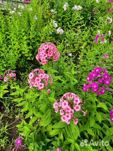 Флоксы многолетние