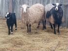 Романовские овцы на племя