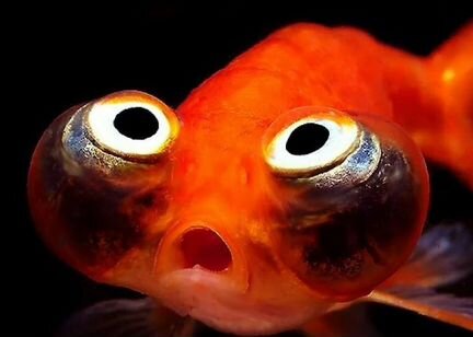 Спасём аквариумных рыбок и водоросли