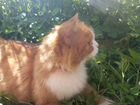 Котёнок метис Невской маскарадной объявление продам