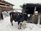 Корова стельная + телочка