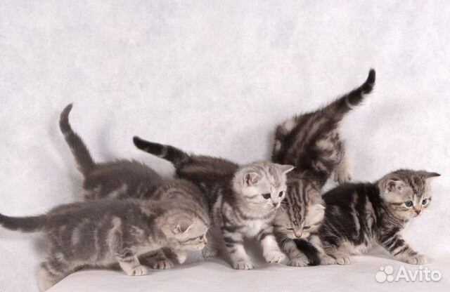 Шотландские мраморные котята