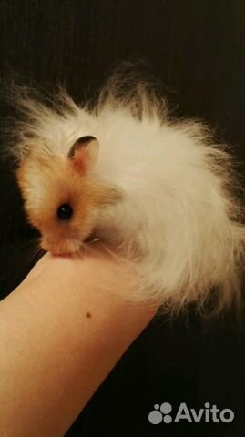 Сирийские д/ш хомячки (есть клетки, доставка)