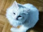 Турецкая ангора котенок 1 год