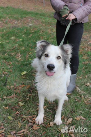 Красивый пёс засиделся в приюте