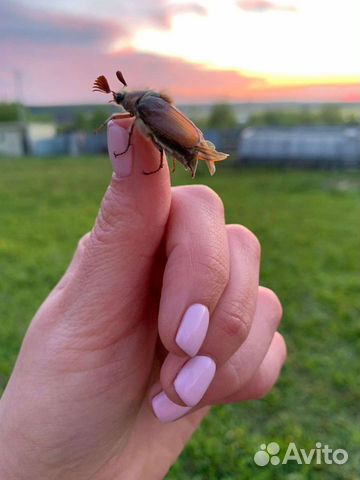 Маникюр гель-лак, наращивание