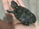 Черепаха красноухая в добрые руки объявление продам