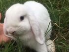 Карликовые декоративные вислоухие кролики малыши объявление продам
