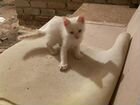 Тайский котенок ищет добрые ручки