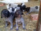 Подрощенные и подготовленные щенки легавых собак объявление продам