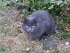 Русская голубая котенок 7-9м. Ищет дом объявление продам