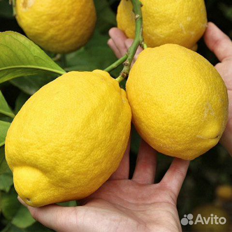 Лимон Киевский Крупноплодный