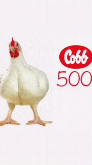 Цыплята Кобб-500 в Славянск-на- Кубани
