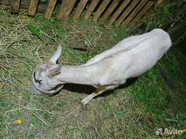 Непокрытая коза, возраст 1,3 года
