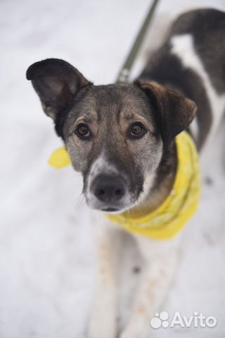 Его предали хозяева и сдали в приют