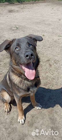 Собака в добрые ответственные руки