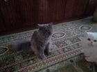 Кошка персидская ищем кота перса для вязки