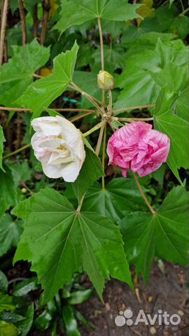 Гибискус изменчивый зимостойкий 2 сорта