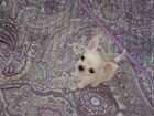 Чихуахуа мини щенок объявление продам