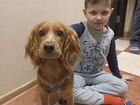 Собака русский кокер спаниель объявление продам