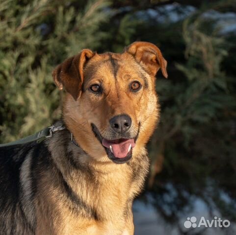 Собака в добрые руки