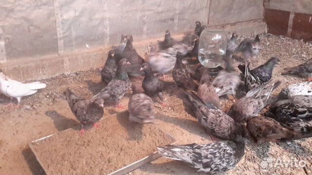 Мраморные бакинские голуби