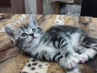 Котята мейн-кун метис объявление продам