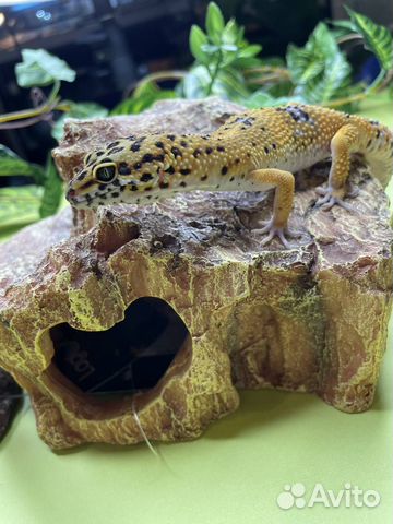 Пятнистый эублефар