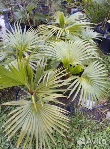 Пальмы веерные и перьевые (Сочинская коллекция)