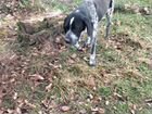 Найдена собака курцхар в селе Лесная Дача