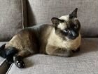 Тайская кошка 9лет объявление продам