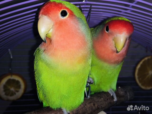 Неразлучники с клеткой (пара)