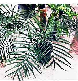 Филодендрон тортум фото взрослого растения