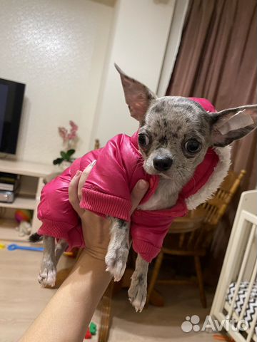 Комбинезон на собаку