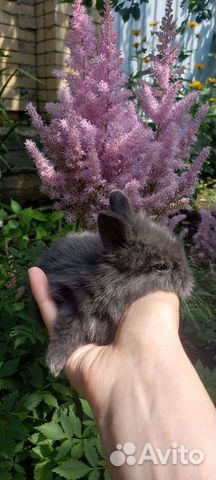 Кролики декоративные