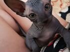 Котята канадский сфинкс котята рождены 10.11.2021г объявление продам