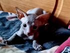 Котёнок Сфинкс объявление продам