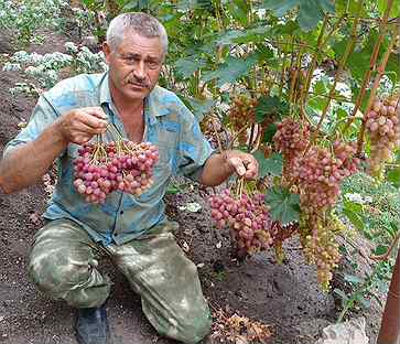 Виноград Альянс Описание Сорта Фото