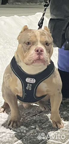 Ам Булли Мерль, Голубой Вязка