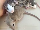 Отдаем крысят в добрые руки
