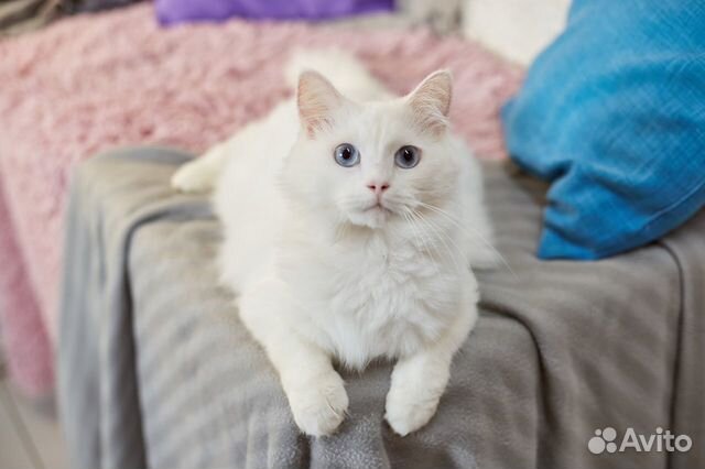 Особенный кот Беломор ищет особенных людей