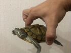 Красноухая черепаха бесплатно