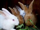 Кролики забой объявление продам
