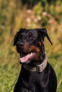 Доберман Фараон в дар