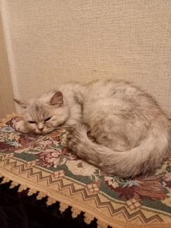 Найдена персидская кошка