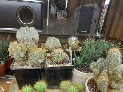 Кактусы и суккуленты