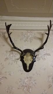Продаю рога