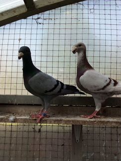 Голуби. Немецкие выставочные