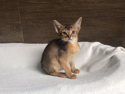 Абиссинские Сэм и Сима