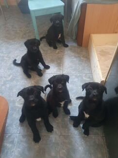 Дворняжки (метисы лайки, овчарки )